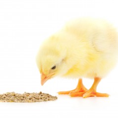 New Ideas For Continuing Education For Veterinarians